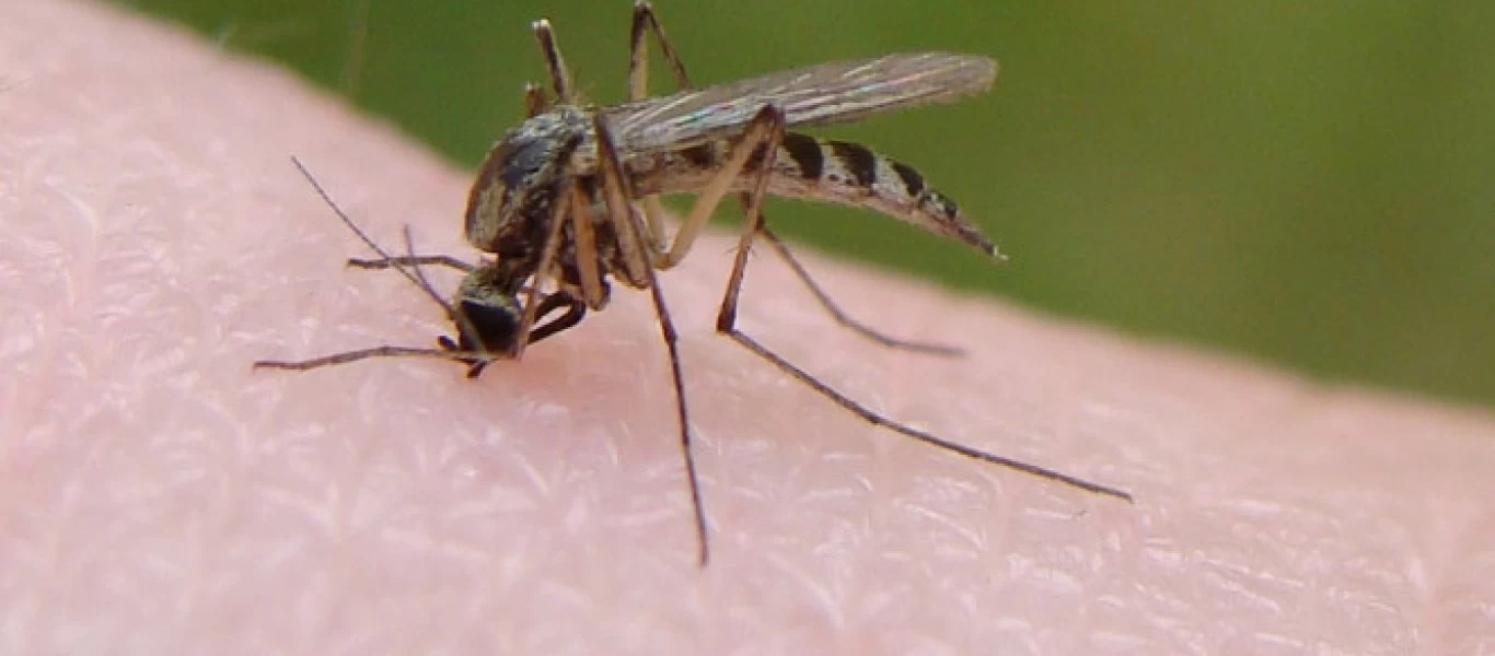 Πείτε «αντίο» στα κουνούπια με αυτή την αποτελεσματική συνταγή